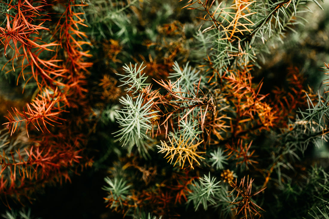 Qu'est-ce que le rooibos ? Tout savoir sur cette plante extraordinaire